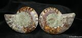 Inch Desmoceras Ammonite Pair #742-1